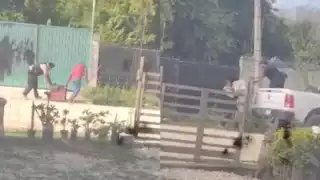 Los agentes se llevaron hasta los perros