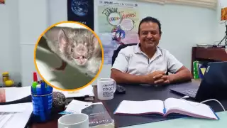 No todos los murciélagos son malos: Director del Planetario 'El Sayab' en Playa del Carmen