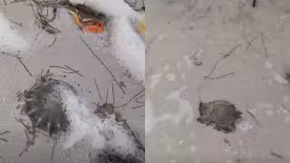 Recalan medusas en la costa de Yucatán tras días de fuerte oleaje y mal tiempo