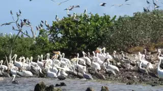 Se estima que en cada temporada de invierno llegan unos 10 mil ejemplares anidantes
