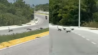 Coatíes sorprenden al cruzar avenida de Campeche; piden a conductores extremar precauciones
