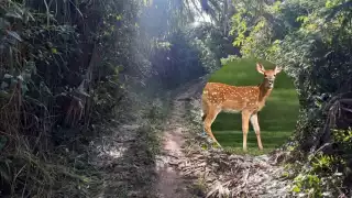 Una persona puede pasar de uno a nueve años en la cárcel por la caza de animales silvestres