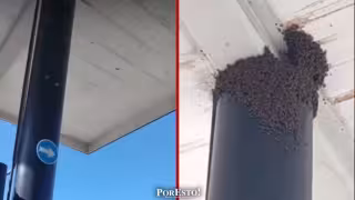 Enjambre de abejas obliga a suspender operaciones en gasolinera de la carretera Isla Aguada–Sabancuy