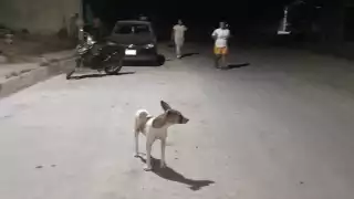 Pese a que vecinos señalaron a los dueños del can, estos dijeron que no era suyo