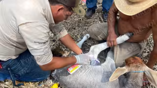 Campeche acumula 693 casos de gusano barrenador y sigue a la espera de la liberación de moscas estériles