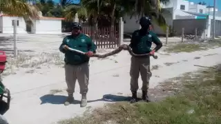 La boa midió más de dos metros y fue liberada en la Zona Cero en el tramo Progreso-Chicxulub