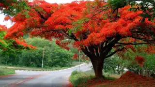 El Flamboyán alcanza 60 años de vida