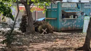 Dónde reciclar tu árbol de Navidad natural en Mérida: puntos de acopio, días y horarios