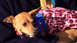 Heladez en Campeche: cómo proteger a tus mascotas ante el frío nocturno