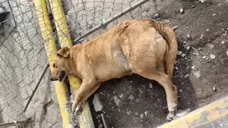 Las personas que se encontraban en el lugar de los hechos se percataron de lo que le sucedía al lomito y trataron de auxiliarlo