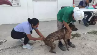 En la primera jornada intensiva se habilitaron 15 módulos de la Secretaría de Salud para inmunizar a las mascotas; también acudirán a las comunidades.