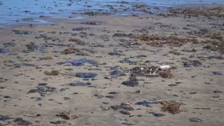 Más de 30 toneladas de crudo recolectado por derrame en Veracruz mientras contaminación se extiende por 630 km en el Golfo