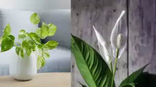 Los residentes de Cancún han optado por adquirir ventiladores, aires acondicionados y plantas