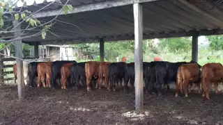 Liconsa busca poner una planta de leche en Quintana Roo, ganaderos no lo ven redituable