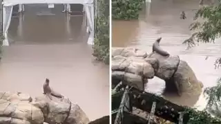 Las fuertes lluvias en Nueva York han causado estragos en la ciudad