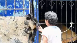 El pasado viernes se rescató otro ejemplar en la colonia Tecolutla