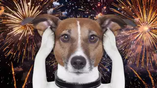 Guía rápida: Cómo cuidar a tu mascota ante la pirotecnia en fiestas decembrinas en Yucatán