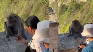 Mono se roba el celular de turistas. Foto: Especial