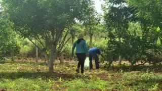 En las parcelas donde se sembraba la naranja dulce ahora se cultiva limón