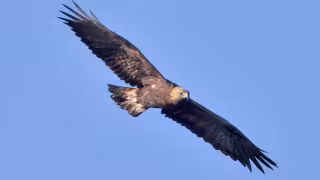 Nuevo nido de águila real en Coahuila; por qué este hallazgo es importante