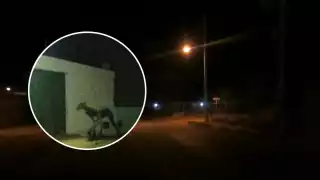 Vecinos viralizaron una fotografía antigua de un extraño ser