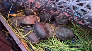 Aseguran 95 animales silvestres en camión de pasajeros en Chihuahua; hay tarántulas y tortugas