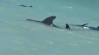 Las ballenas piloto vararon en la costa de Celestún