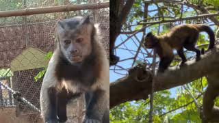 Capturan sano y salvo a mono capuchino que salió de su recinto en el Zoológico del Centenario de Mérida
