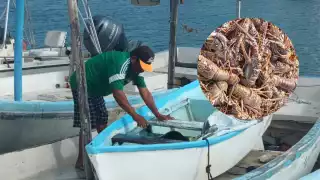 La caída del precio de la langosta desanima a los trabajadores, que invierten más de lo que ganan