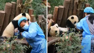 El pequeño oso panda nació en junio de 2022