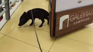 El cerdito es de la especie minipig