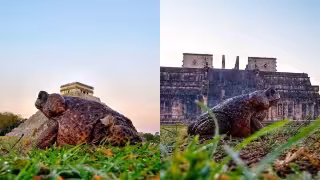 ¿"Príncipe maya"? Captan a sapo gigante en Chichén Itzá  