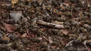 A la fecha no han podido acudir a realizar una inspección de campo al sitio donde perdieron la vida los insectos
