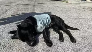 Se revisarán cámaras de seguridad para dar con lo ocurrido