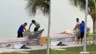 Captan robo y sacrificio de tortuga lora en Ciudad del Carmen; ya hay denuncia ante PROFEPA