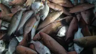 Reciben todos los días envíos de la costa, por lo que pueden garantizar su frescura