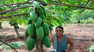 Señaló que ahora el tiempo es favorable para llevar a cabo este tipo de cultivos y espera que la temporada de cosecha sea buena