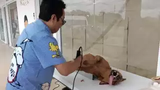 El problema de los perros y gatos en condición de calle en la ciudad es alarmante