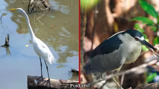 Arroyo La Caleta: el pulmón de manglar de Ciudad del Carmen que pide auxilio