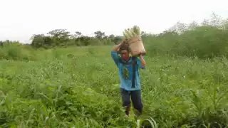 El mayor reto que enfrentan es la escasez de semillas.