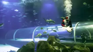 Ya son siete años que Santa Claus llega para nadar con tiburones en Brasil