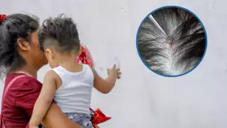 La temporada de calor suele aumentar la presencia de los insectos