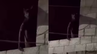 ¿Huay chivo en Progreso? Extraña silueta sobre un techo causa revuelo en redes
