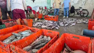 Captura de pescado cae hasta 60% en Champotón tras paso del Frente Frío 21