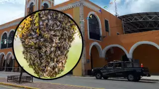 El perro murió debido a las picaduras de las abejas