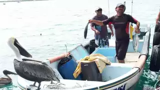 Esperan que mejore el clima para dedicarse a la captura de langosta, que se vende a un precio más conveniente.