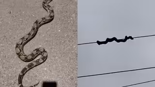 Susto en Bécal: Enorme boa provoca apagón tras electrocutarse en cables de alta tensión