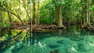 México se posiciona como el cuarto lugar dentro de los países con mayor presencia de manglares