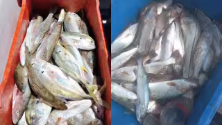 Pesca de corvina en Champotón: la actividad que genera ingresos sin dañar otras especies