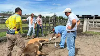Visita internacional busca erradicar el gusano barrenador en Campeche